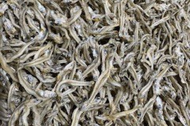 いつもより乾燥し、塩分控えめ ちりめん　お徳用　１ｋｇ　かえりより小さいちりめんより大きい