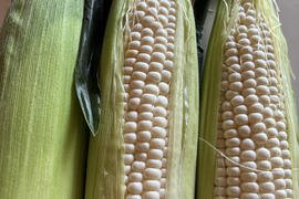 【朝どれ】🌽栽培期間中農薬・化学肥料不使用白いとうもろこし『ピュアホワイト』10〜12本(約4kg)🌽