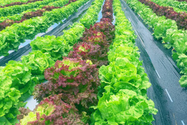 【数量限定】農薬不使用のレタス！今だけの柔らかいレタスが食べれる！