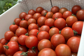 【緊急企画！】11/16までの期間限定　たっぷり４kg！むちゅうトマト” バラ詰め