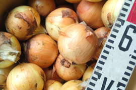 柔らかくてみずみずしい　中生種タマネギ【ターザン】箱込み5キロ