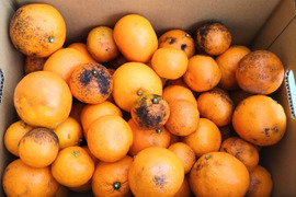 《農薬不使用》サイズ不揃い温州みかん(加工用・5kg)