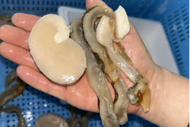 日間賀島産【天然 平貝（タイラギ）】
春が旬，貝柱，貝紐，玉｜刺身用・寿司ネタ・高級貝・産地直送|下処理済発送‼︎4枚