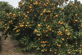 【柑橘食べ比べ】希少・蔵出し・糖度１５度以上　尾崎・石地　10kg