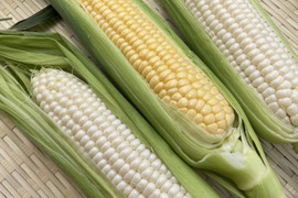 (予約受付中)白と黄色のとうもろこし食べ比べセット🌽5本ずつ［合計10本］