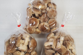 新鮮！用途多彩！生しいたけ（菌床）　1.5kg