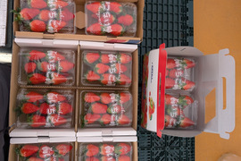 三重県産いちご章姫　約250g×4p