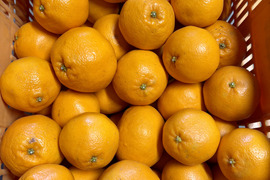 ぷりぷり食感！広島県産 ｢はるみ｣ 10kg