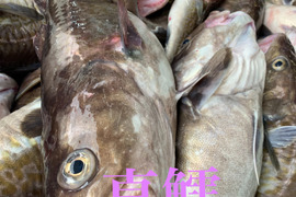 鍋の季節！秋田県産‼️真鱈BOX‼️［タラ］メス5キロ
