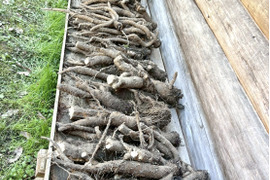 【京都美山】田歌の周年ごぼう　1kg