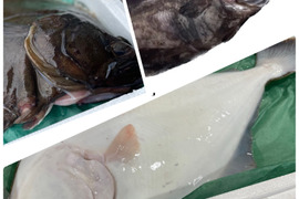 現品限り【知床羅臼直送】3種のカレイ 食べ比べセット アカガレイ オヒョウ ギンガレイ