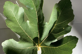 いちじくの葉　50枚