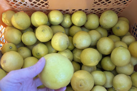 4kg【お買得】香りが良いタヒチライム★防腐剤・ワックス不使用、農薬節減★無選別お徳用