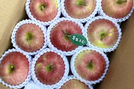 (2026年産予約)【人気品種】🍎早生ふじ約3キロ🍎8〜12玉《家庭用》ID284719 りんご リンゴ 青森 ふじ 果物　フルーツ