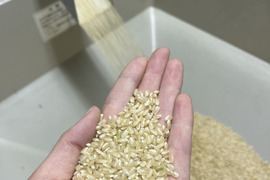 令和6年産　にこまる(新米)　300kg玄米【machi ☆品】 令和6年産 にこまる(新米) 300kg玄米【machi ☆品】 楽天市場