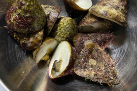 取り立て新鮮！シッタカ貝　しりたか貝　尻高貝　1kg