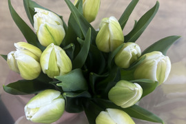 【期間限定】日持ち処理済！新潟の『チューリップ』切花（白）20本