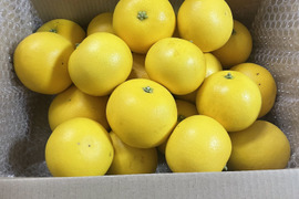 国産グレープフルーツ　(防カビ剤、防腐剤、ワックスなど不使用)  摘果してないので、サイズバラバラ 箱込み約3.8キロ以上 　酸っぱいです‼