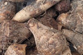 ほっこりねっとり里芋約2kg　サトイモ　さといも　里いも
