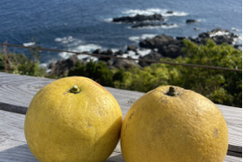 さっぱりした甘さ！屋久島のサワーポメロ　1㎏