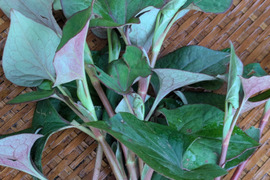 どくだみの葉　天然　山菜　薬草　約100-150ｇ程度　サイズバラバラ