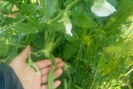スナップエンドウ  肥料農薬不使用、自然栽培、自家採種 　600g