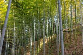 千早赤阪村産「朝掘り極上たけのこ」