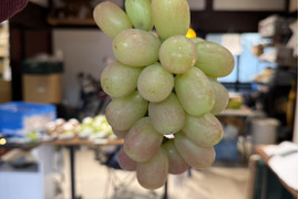 【訳あり】【朝採れたて新鮮！！】サニードルチェ[2房]9月上旬頃〜