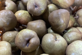 超農薬削減栽培6回のみ　訳あり小玉丸かじりラフランス 箱込4キロバラ詰め！　安心安全に丸かじり！