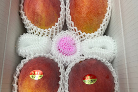 ★数量限定★<<ご家庭用>>沖縄県産完熟マンゴー2kg（4～6玉）
