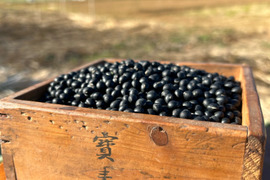 【自然栽培】丹沢山麓の幻の黒千石大豆9.5kg　農薬不使用・肥料不使用 100サイズ