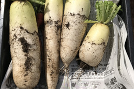 自然栽培ひかりのたねの大根3キロ(青首大根2本、源助大根2〜3本)