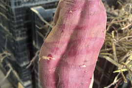 【訳あり品】ホックホクのさつまいも『紅あずま』（5kg）3L〜サイズ