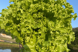 1kg【数量限定】農薬不使用のリーフレタス！今だけの柔らかいレタスが食べれる！