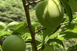 ⭐️農薬除草剤なし⭐️フルーティーな香りが強い生梅大サイズ5キロ