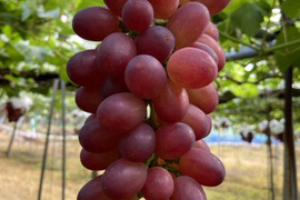 【福袋2025】訳あり3種類食べ比べ★シャインマスカット入り大粒ぶどう3房の詰合せ