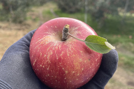 りんご農家のおやつ小玉サンふじ