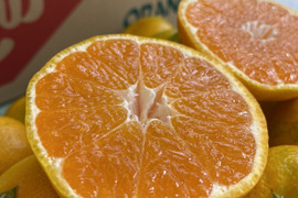🍊美肌みかん🍊　食べるスキンケア　【佐賀県産】　　(10kg)