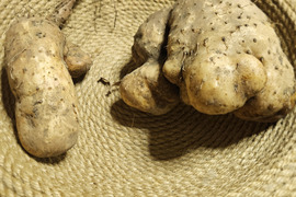 【大豊作】粘りが強く味が濃い大和芋　
畑で冬を越して味が濃くなっています
5kg