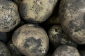 富士山麓の野菜セット