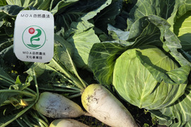 セール！自然栽培春キャベツ 1玉～2玉：青森県産の野菜｜食べチョク