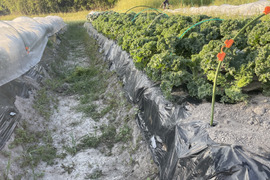 【栽培期間中 農薬・化学肥料不使用】サラダ・スムージーに使いやすい カリーノケールHG 約1kg