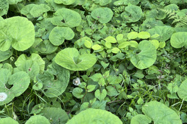 ふき！美味しい！40本 ( フキ  ふき  蕗 )