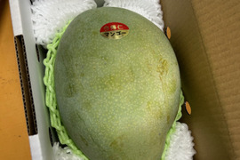 <<ご家庭用>>沖縄県産完熟キーツマンゴー1kg（1-2玉）