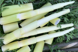 【春のリュウキュウチク！】種子島産苦竹を含む野菜セット