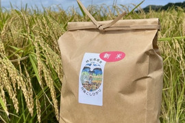 【定期便】玄米５K 新米R８年産　特別栽培米　京都丹後こしひかり