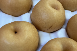 【ご家庭用】秋の味覚🎶新高梨　約5kg(9〜14玉)