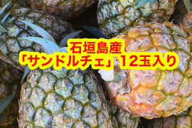 訳あり！石垣島産「サンドルチェ」15玉入り