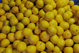 自慢の八朔『サイズ混合』5kg（箱込）