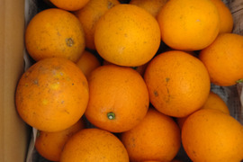 【数量限定】【訳あり】広島県産　ネーブルオレンジ🍊5kg(箱込み)